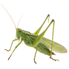 A single green grasshopper insect with long legs for jumping, a garden creature, isolated on a transparent background png