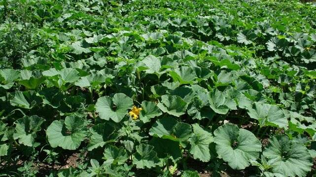 Gewerblicher Anbau von K&uuml;rbis Pflanzen auf einem Acker in der Schweizer Landwirtschaft, gr&uuml;ne K&uuml;rbisbl&auml;tter und gelbe K&uuml;rbisbl&uuml;te im Monat Juli