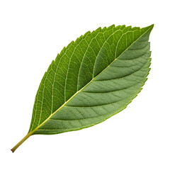 Obraz premium A single fresh green leaf with detailed veins, a symbol of nature and ecology, isolated on a transparent background png