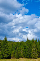 Lush Evergreen Forest Under a Bright Blue Sky with Fluffy Clouds