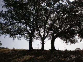 Three Trees