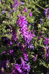 Obraz premium purple flowers in the garden