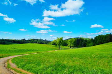 Serene Summer Landscape of Lush Green Meadow Under Bright Blue Sky