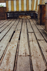 A serene scene featuring a dog lying under a bench placed on an aged wooden deck with rustic charm. The setting evokes a calm, tranquil, and warm feeling. Taken on 35mm film.