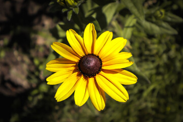 yellow flower on black background