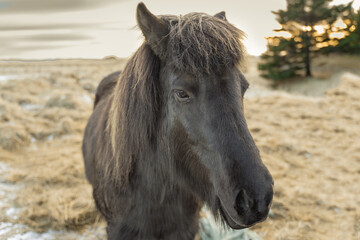 Fototapeta premium Iceland 
