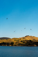 Flock of birds flying above golden coastal hills and deep blue sea in Labuan Bajo with clear sky