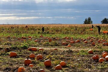 Pumpkin plantation ready to be sold