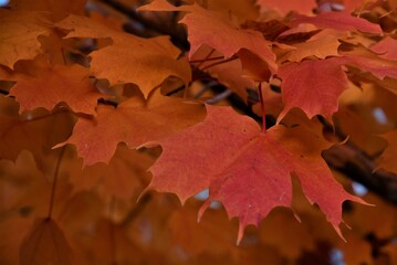 autumn leaves background