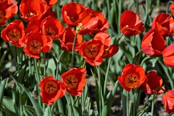 Naklejka premium Tulips blooming in spring