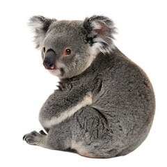 Obraz premium An adorable gray koala, an arboreal marsupial from Australia, sitting on a branch, isolated on a transparent background png