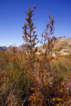 Northern Dewstick (Roridula dentata), flowering plant, Cederberg mountains, South Africa