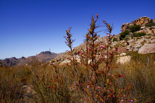 Flowering plant of the Northern Dewstick (Roridula dentata), Cederberg mountains, South Africa