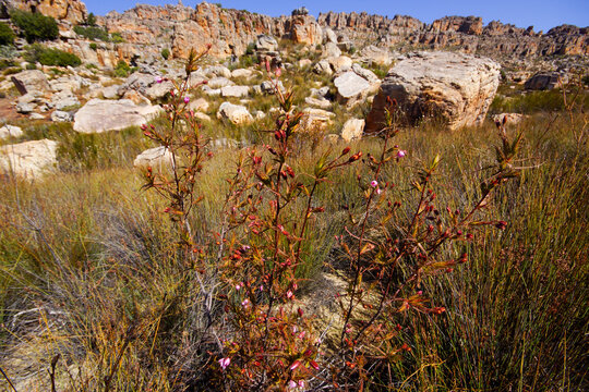 Northern Dewstick (Roridula dentata), flowering plant in the Cederberg mountains, South Africa