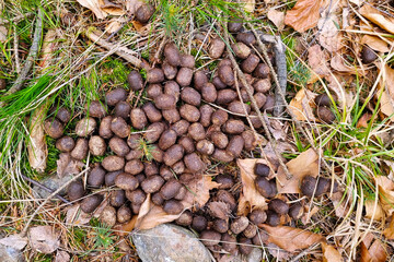 Nature Scene: Animal Droppings in Forest Environment for Wildlife Study