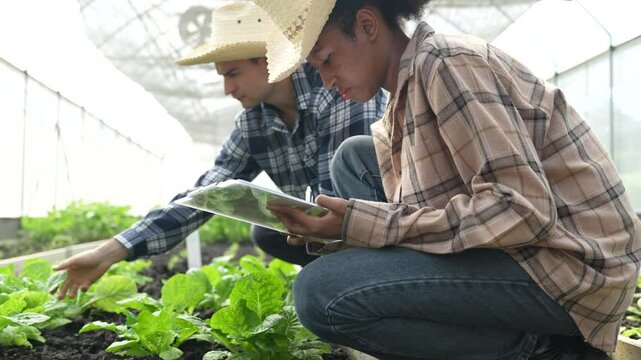 VDO 4K Young adult working in greenhouse picking fresh organic chard form field	
