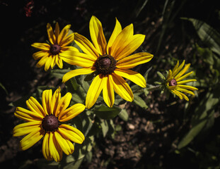 yellow flowers in the garden