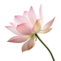 A single beautiful pink lotus flower in full bloom, a symbol of purity and enlightenment, isolated on a transparent background png