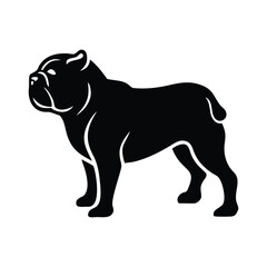 The stout black American bully stands proudly with a solid build on transparent background