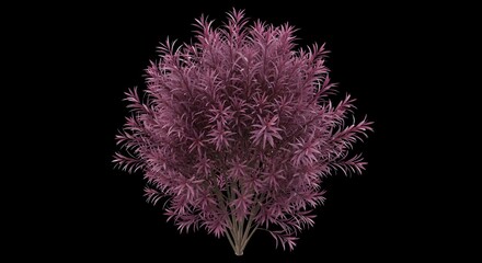 A vibrant, dense pink flowering bush or small tree, captured in full bloom against a stark black background. This isolated botanical element showcases striking color and intricate floral texture