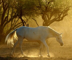 Wild Horse in Morning Light and Dust 