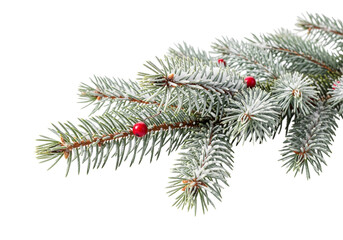christmas tree branch