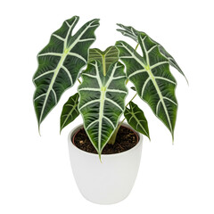 green plant in a pot