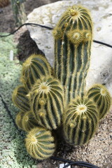 cactus in the garden