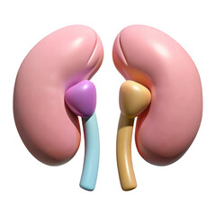 Stylized 3d rendering of human kidneys with adrenal glands isolated on transparent background