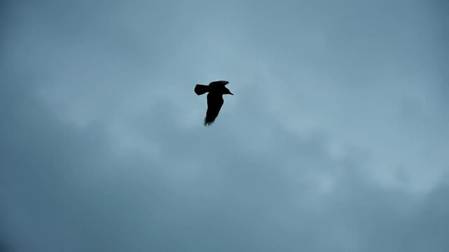 Bird in flight against a moody sky