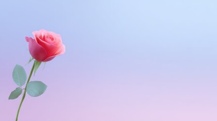 Fototapeta premium Elegant Single Pink Rose on Soft Gradient Background