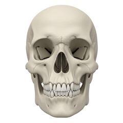 human skull isolated on white