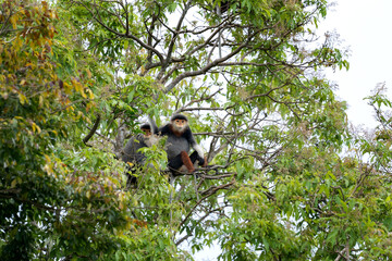 The red-shanked douc langur in the rainforests of Vietnam. A rare langur is feeding on a branch during the day. A group of red-shanked doucs is hiding in the forest.