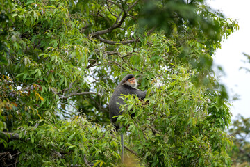 The red-shanked douc langur in the rainforests of Vietnam. A rare langur is feeding on a branch during the day. A group of red-shanked doucs is hiding in the forest.