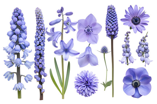 Purple Flowers Botanical Collection Spring Blooms