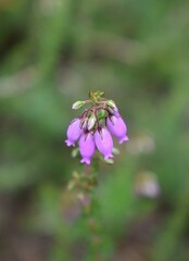 Fototapeta premium Grappe de fleurs roses de Bruyère cendrée, Bell Heather (Erica cinerea) s'épanouissant dans la nature. 