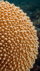 Hyperrealistic Coral Macro with Golden Textures and Polyp Detail Shot