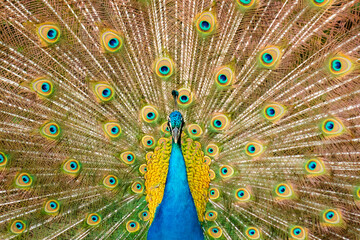 peacock with feathers