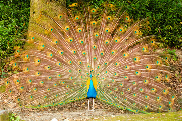 Obraz premium peacock with feathers