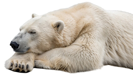 Fototapeta premium Polar bears, isolated transparent background