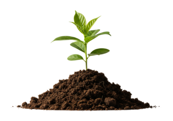Young green plant or seedling growing in a pile of rich brown soil. Isolated on transparent background, png