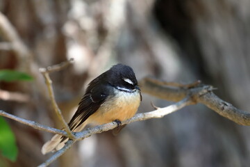 new zealand faintail