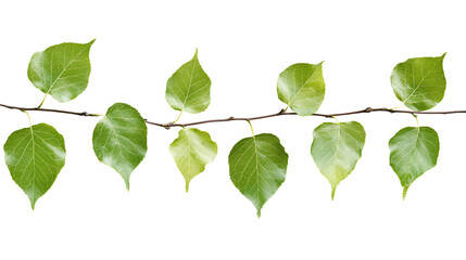 Fototapeta premium Green leaves on a branch isolated on black background