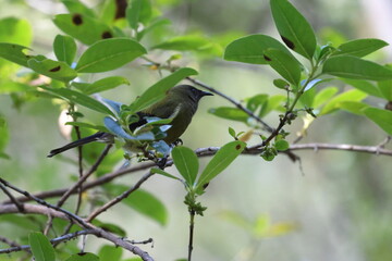 bird