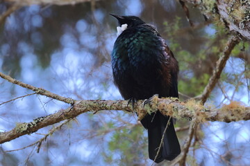 tui
