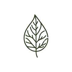 A detailed illustration of a green leaf with intricate vein patterns on a plain background