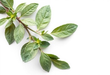 Fototapeta premium A sprig of fresh sage leaves, isolated on pure white, spice, macro