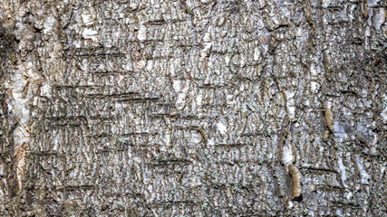 Close up of rough tree bark texture with natural patterns.