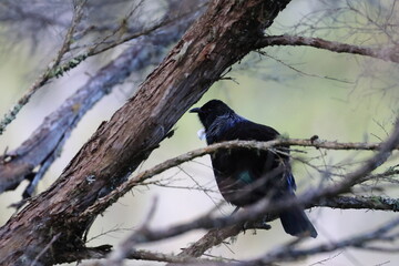 tui