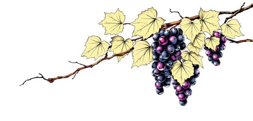 Naklejka premium Hand-drawn ink grapevine branches with leaves, organic wine theme , artwork, vegetarian